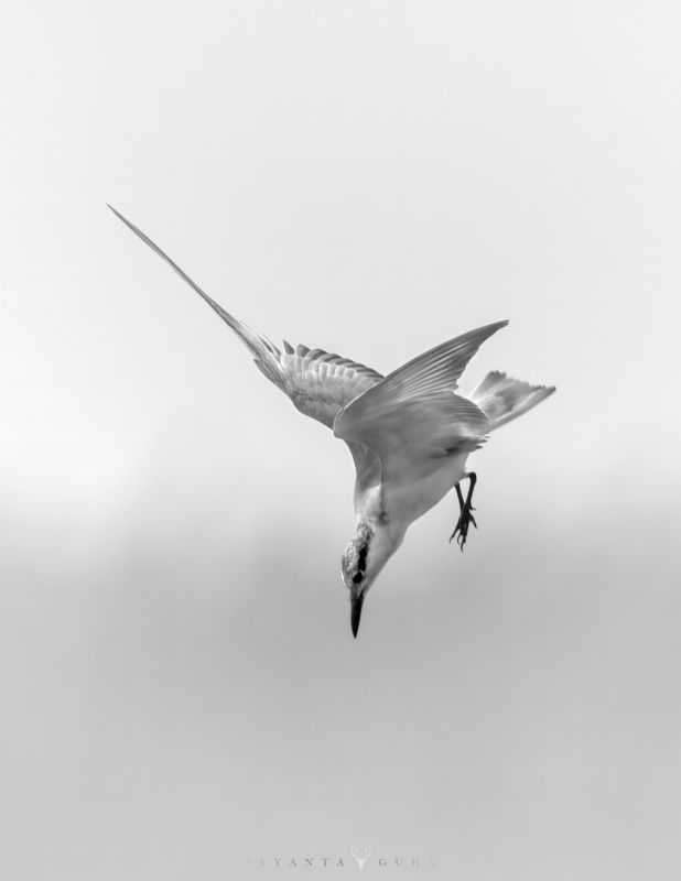 wildlife, art, nature, wild, bird, animal, monochrome White Beauty фото превью