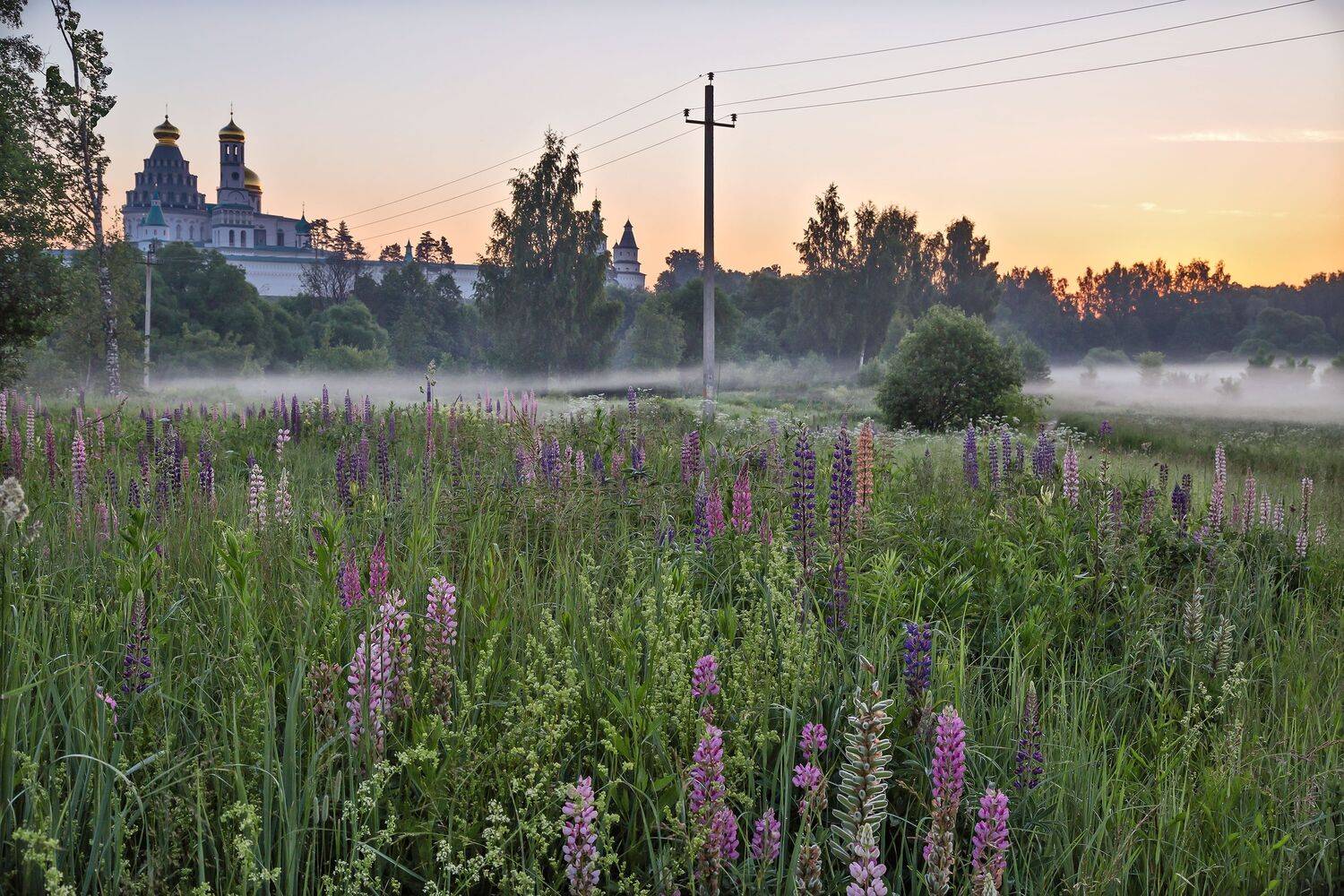 истра. люпин. рано утром. небольшой туман., Вячеслав Бирюков