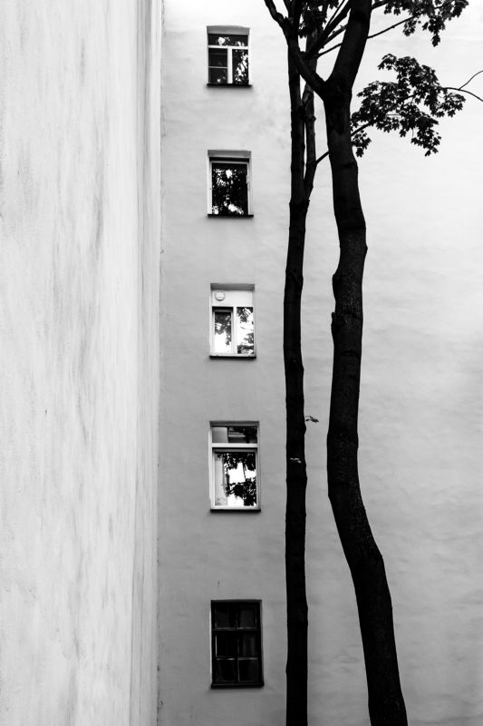 tree black_and_white UP фото превью