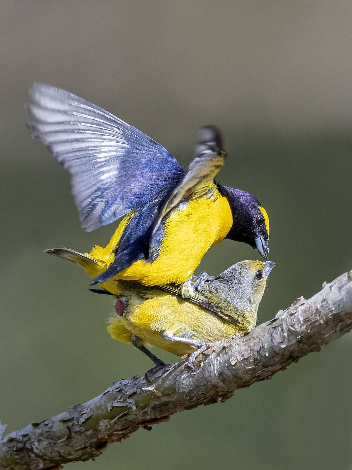 , Burgalin Sequeira Fernando