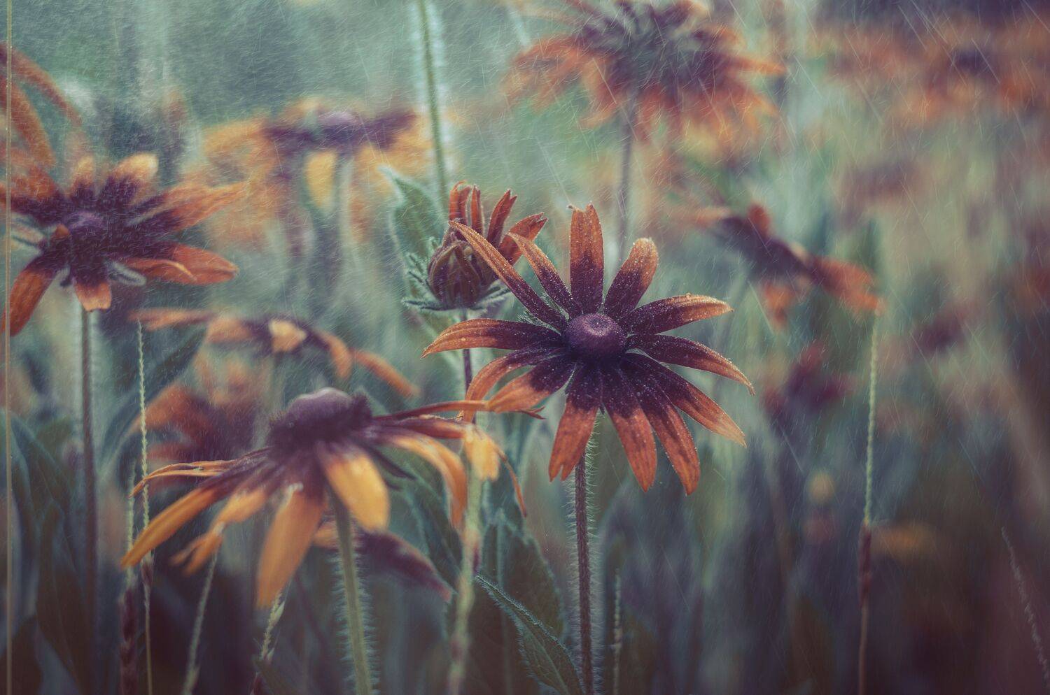 Рудбекия, растения, цветы, лето, Shadow Anna