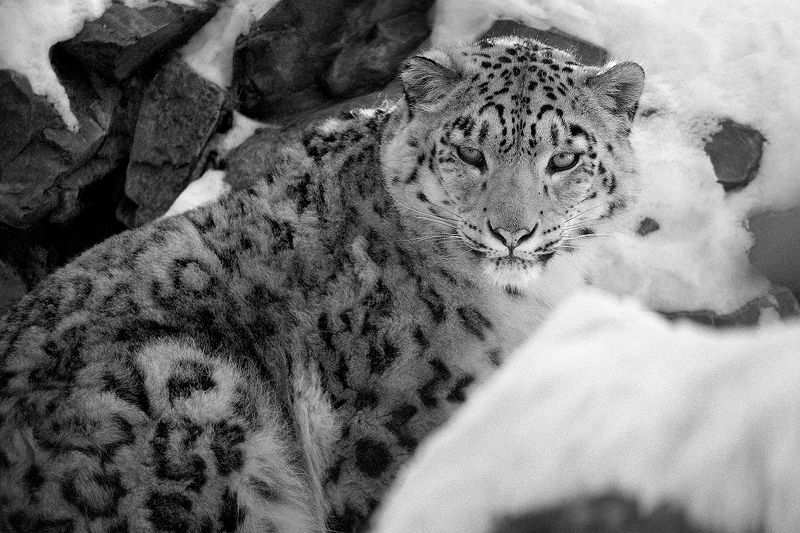 Снежный барс фото превью