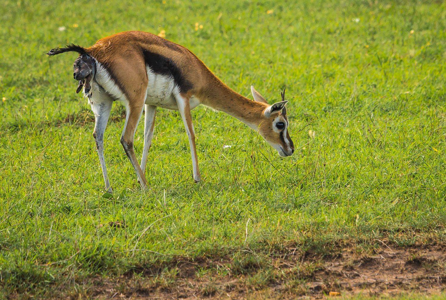 , Максимова Дария
