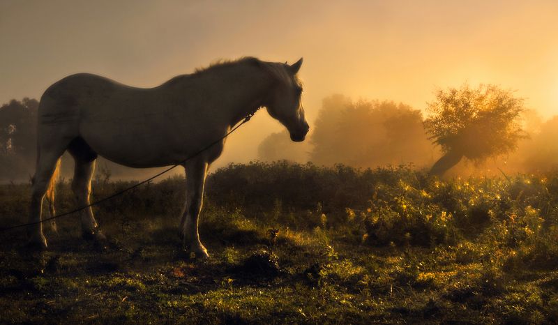 Встречая новый день  фото превью