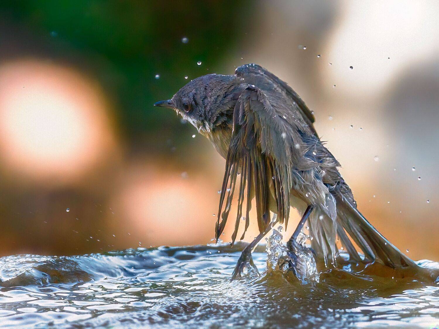 , Шварцман Евгений