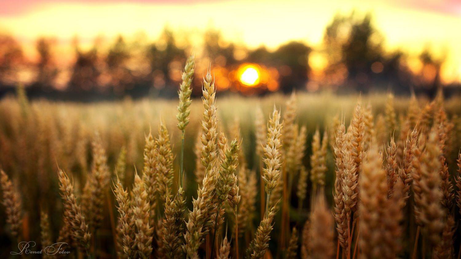 , Фотов Ренат