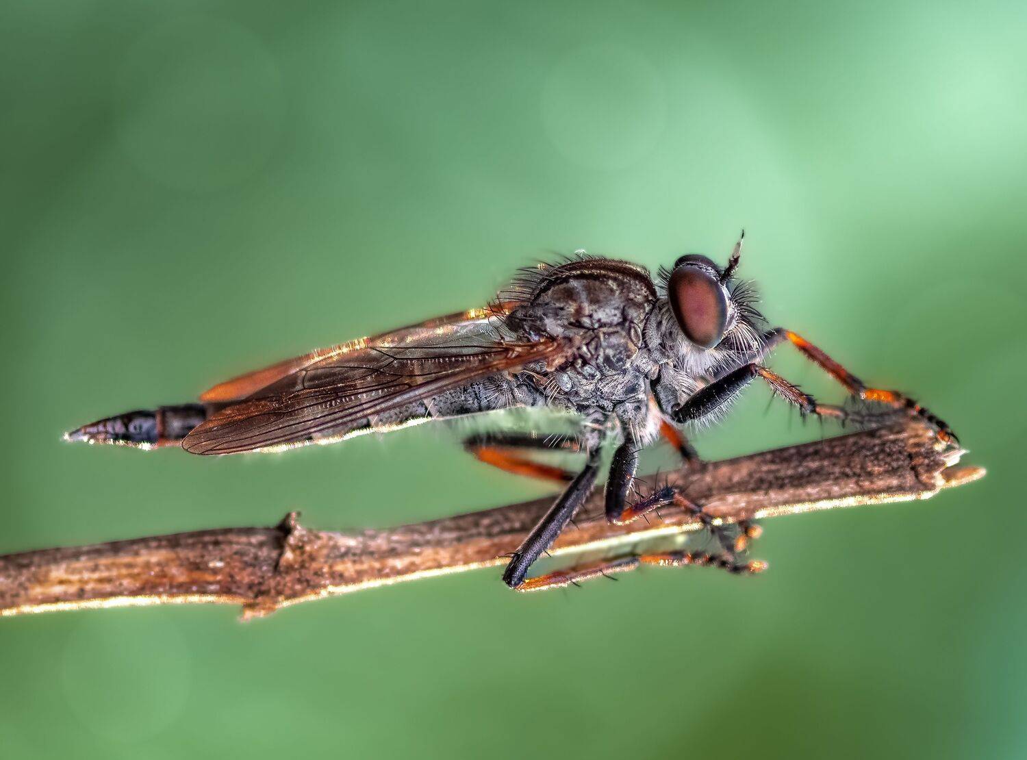 insect, fly, robber fly, robber, macro, bokeh, closeup, Atul Saluja