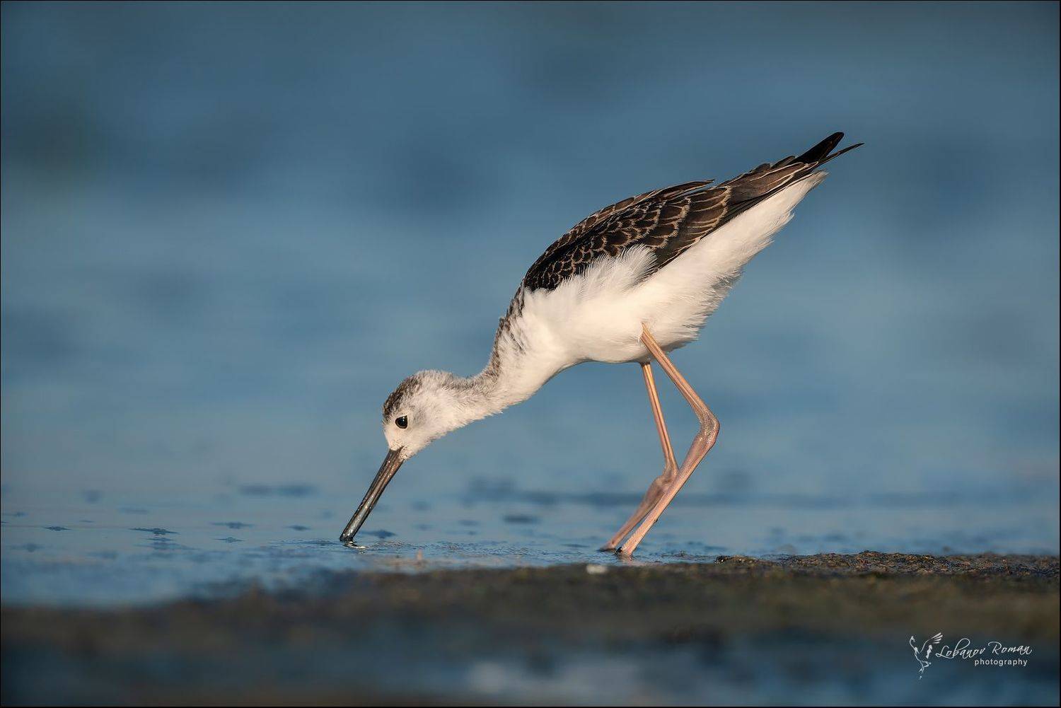 , Лобанов Роман