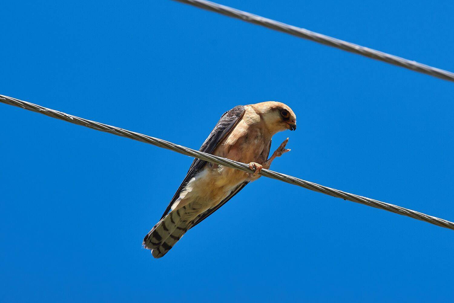 Red-footed falcon, volgograd, russia, wildlife, Falco vespertinus, , Сторчилов Павел