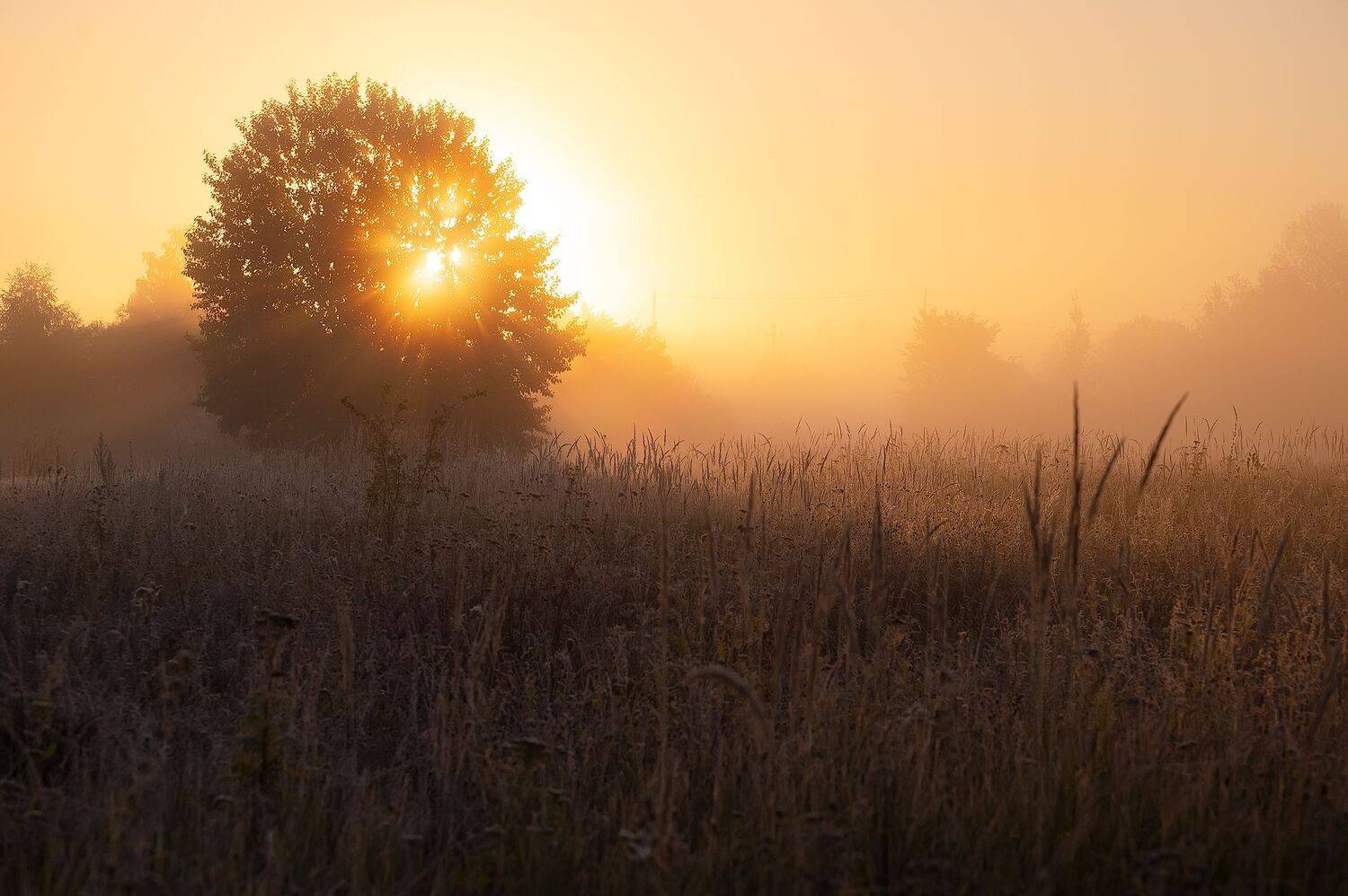 , Виталий Стрельцов