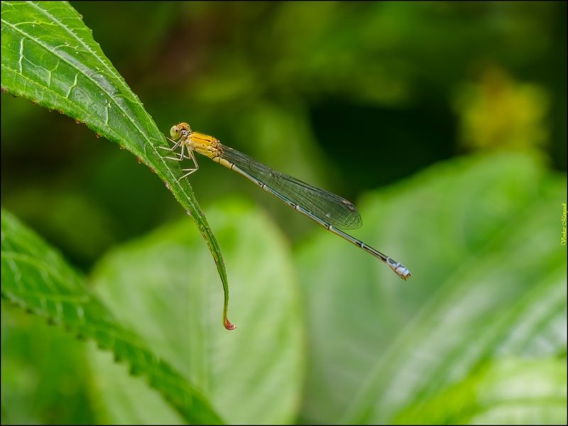 Senegal golden dartlet - female фото превью