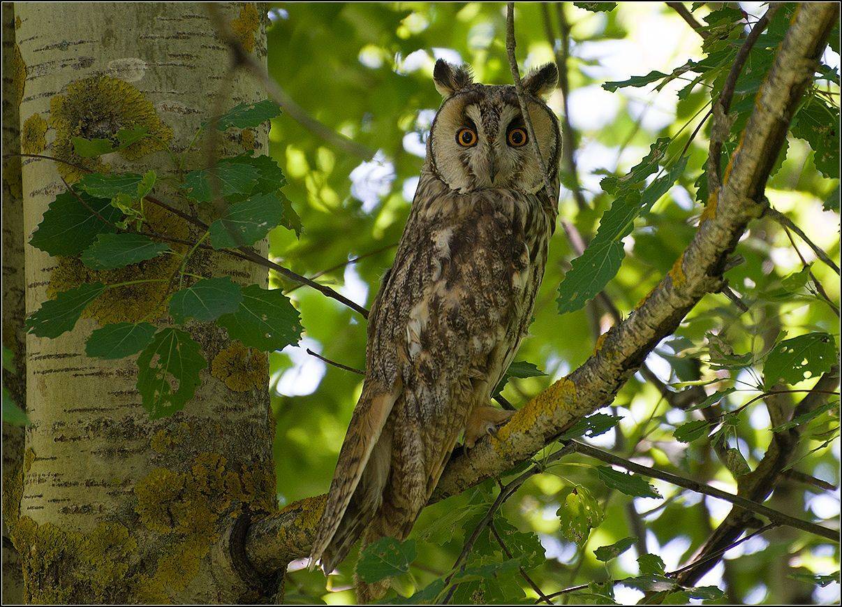 москва, парк, птица, АНАТОЛИЙ ДОВЫДЕНКО