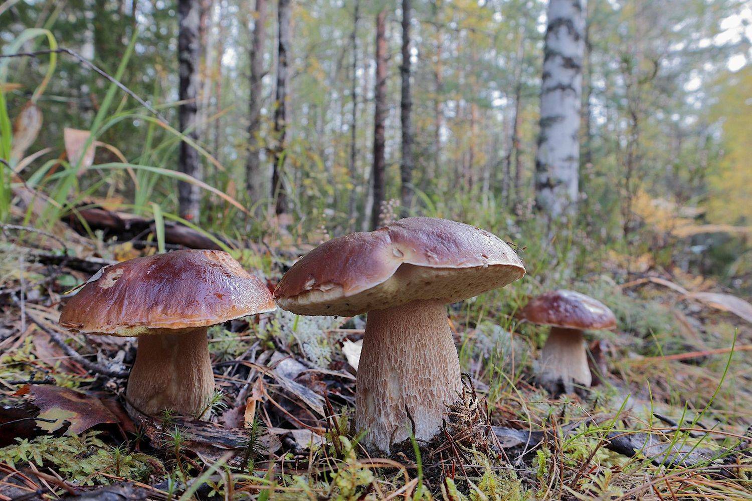 boletus funghi porcini белые грибы, Александр Зорин