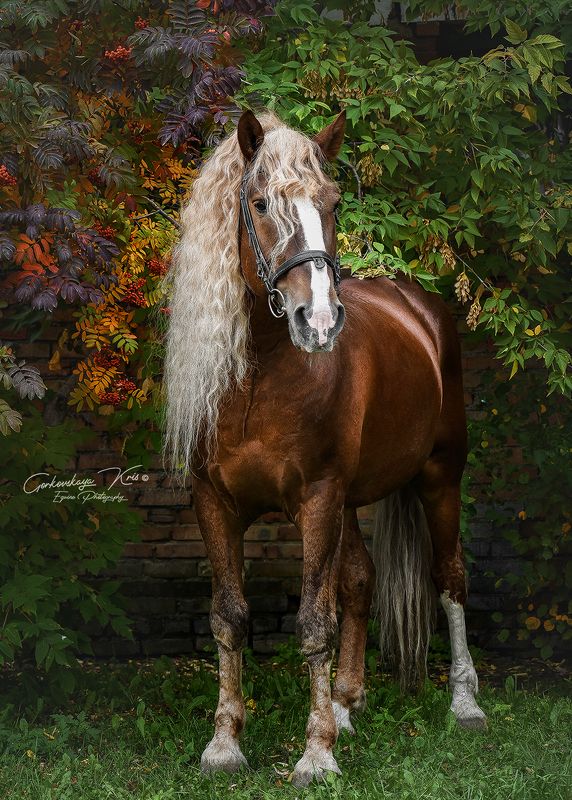 rowanberry фото превью