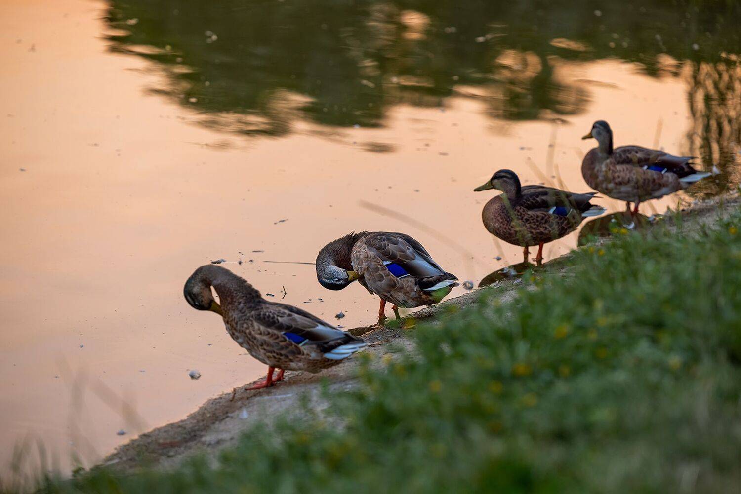 , Шурчков Юрий