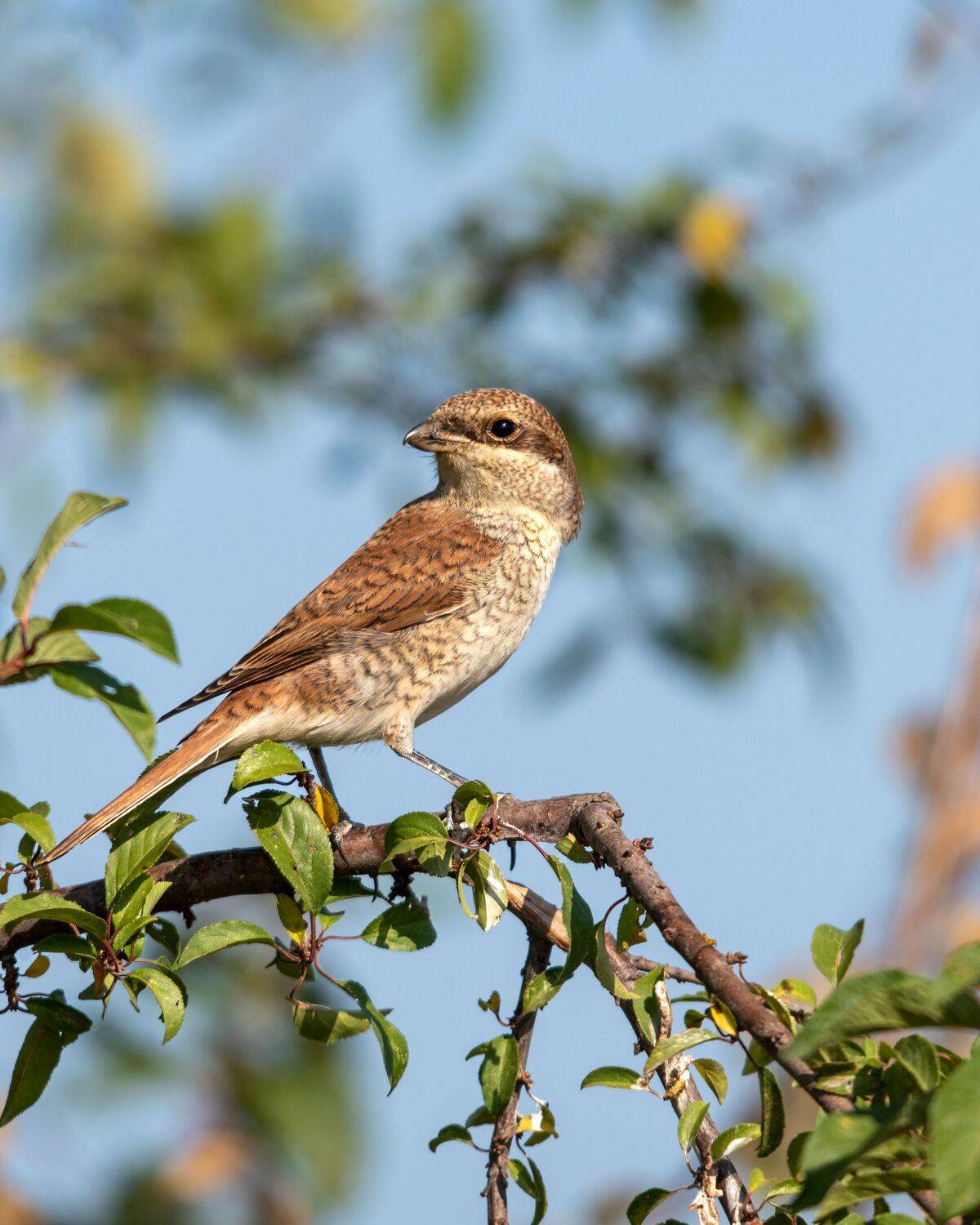 сорокопут-жулан, Алексей Рыльский