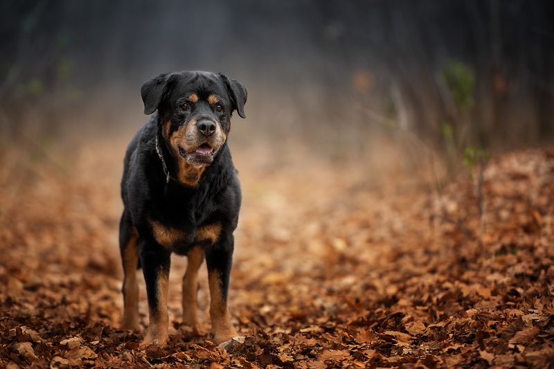 домашние животные собаки Ветеран фото превью