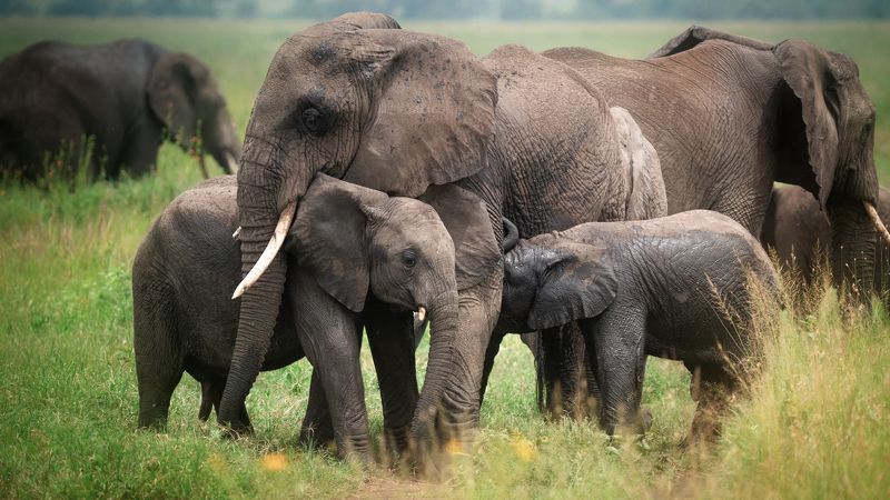 animals elephants safari africa tanzania  С мамой не страшно. фото превью