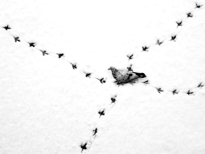 bird, steps  Quo vadis фото превью