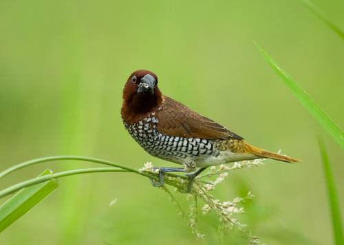 Scaly-breasted Munia