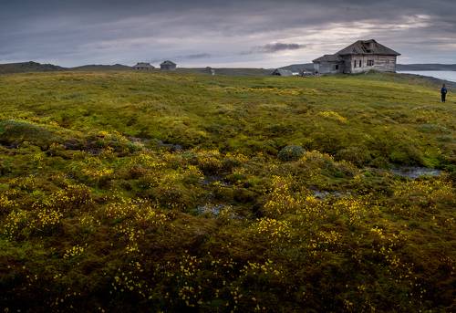 Во мхах и травах тундры...