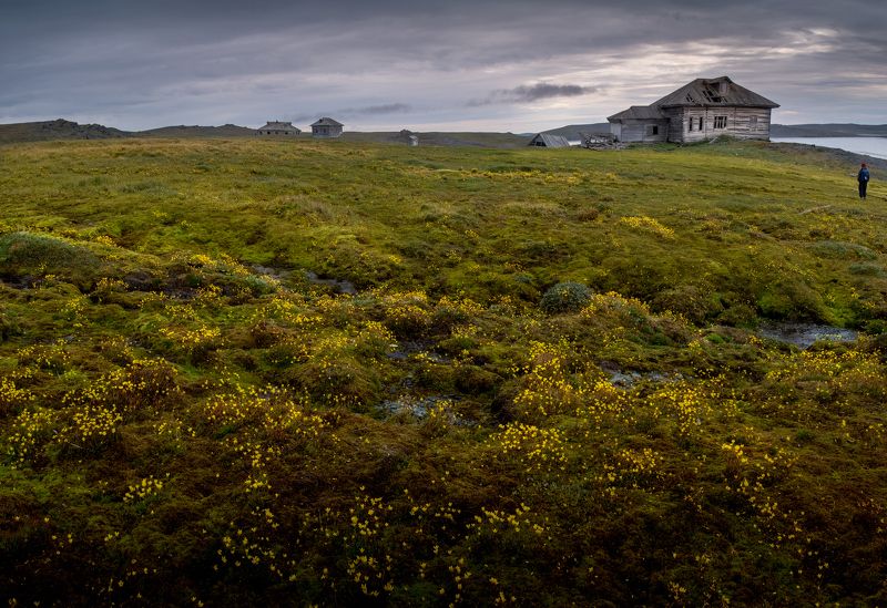 архипелаг новая земля, нд, тундра, север, русский север, новая земля, поселок русанова, русский север нд Во мхах и травах тундры... фото превью