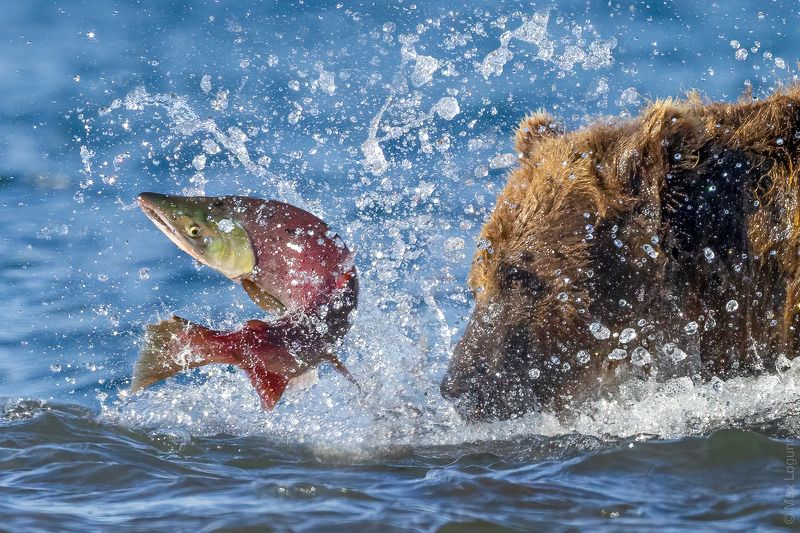 Рыбный форсаж. фото превью