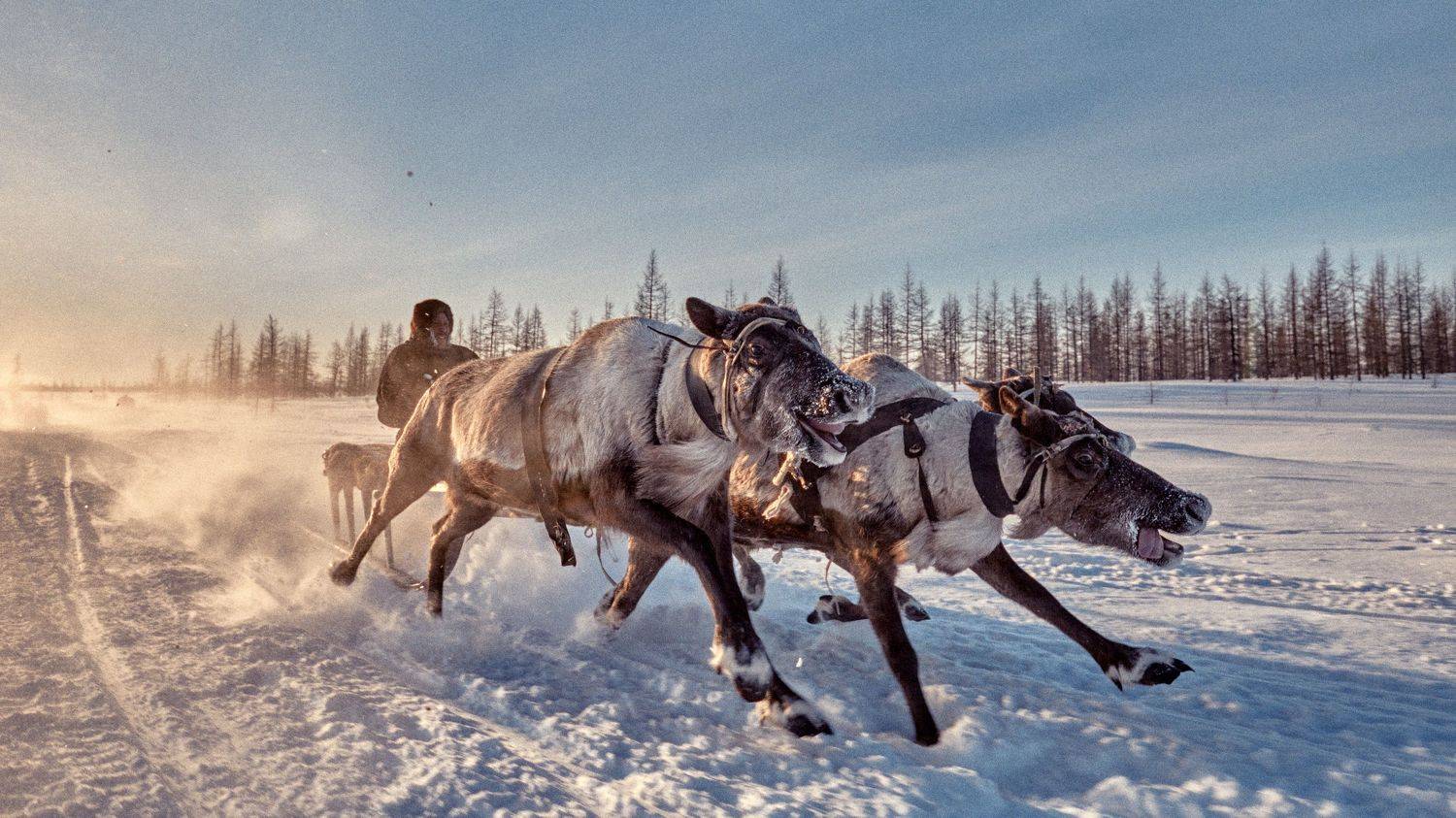 , Нуреев Камиль