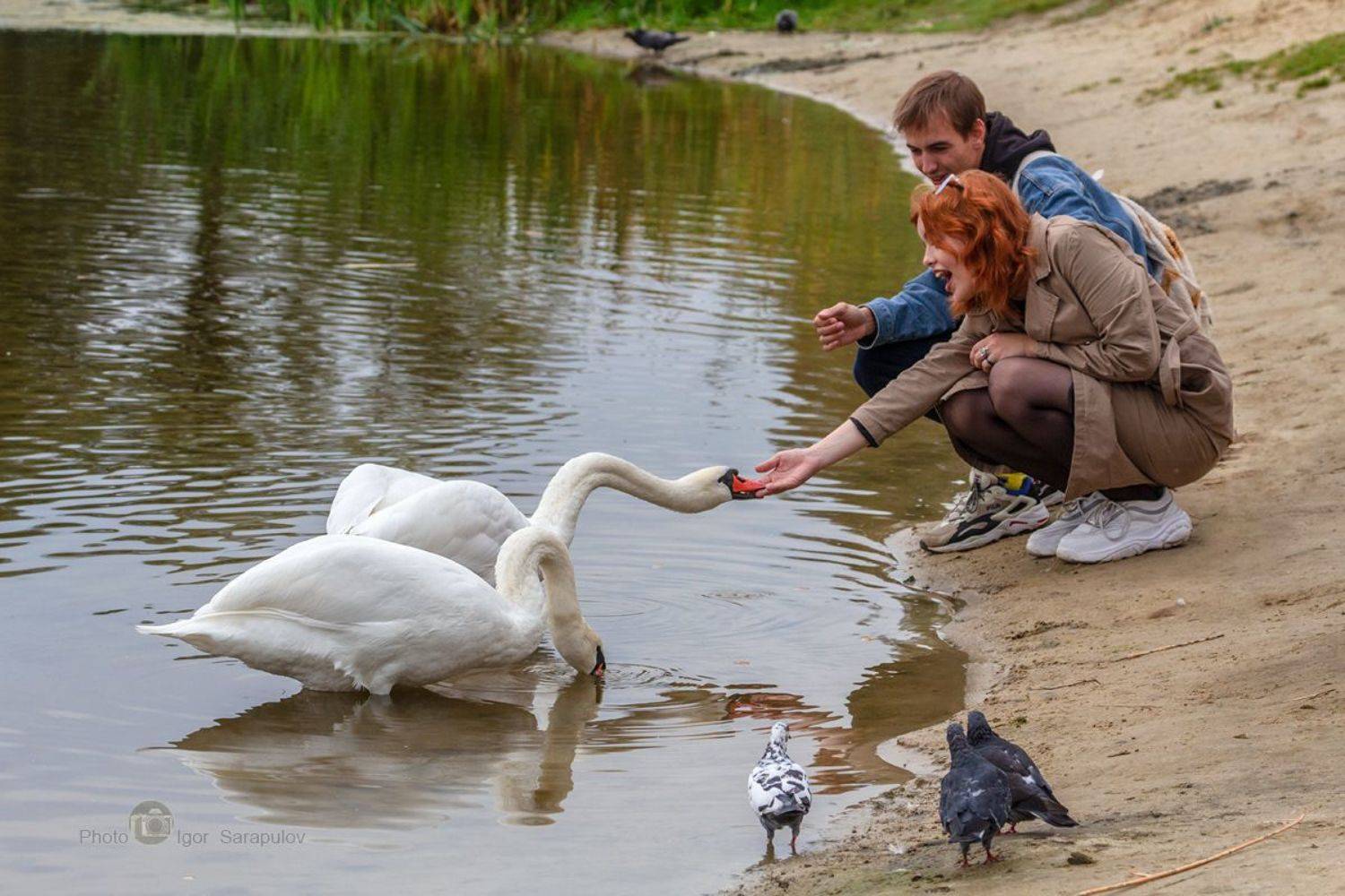 фото мгновение, сюжет, смотреть, репортаж, река, птица, пруд, природа, осень 2022, осень, момент, лебеди-шипуны, лебеди, зрители, заводь,  голуби, везёлка, белый лебедь, белгородские лебеди, белгород, cygnus olor, Сарапулов Игорь