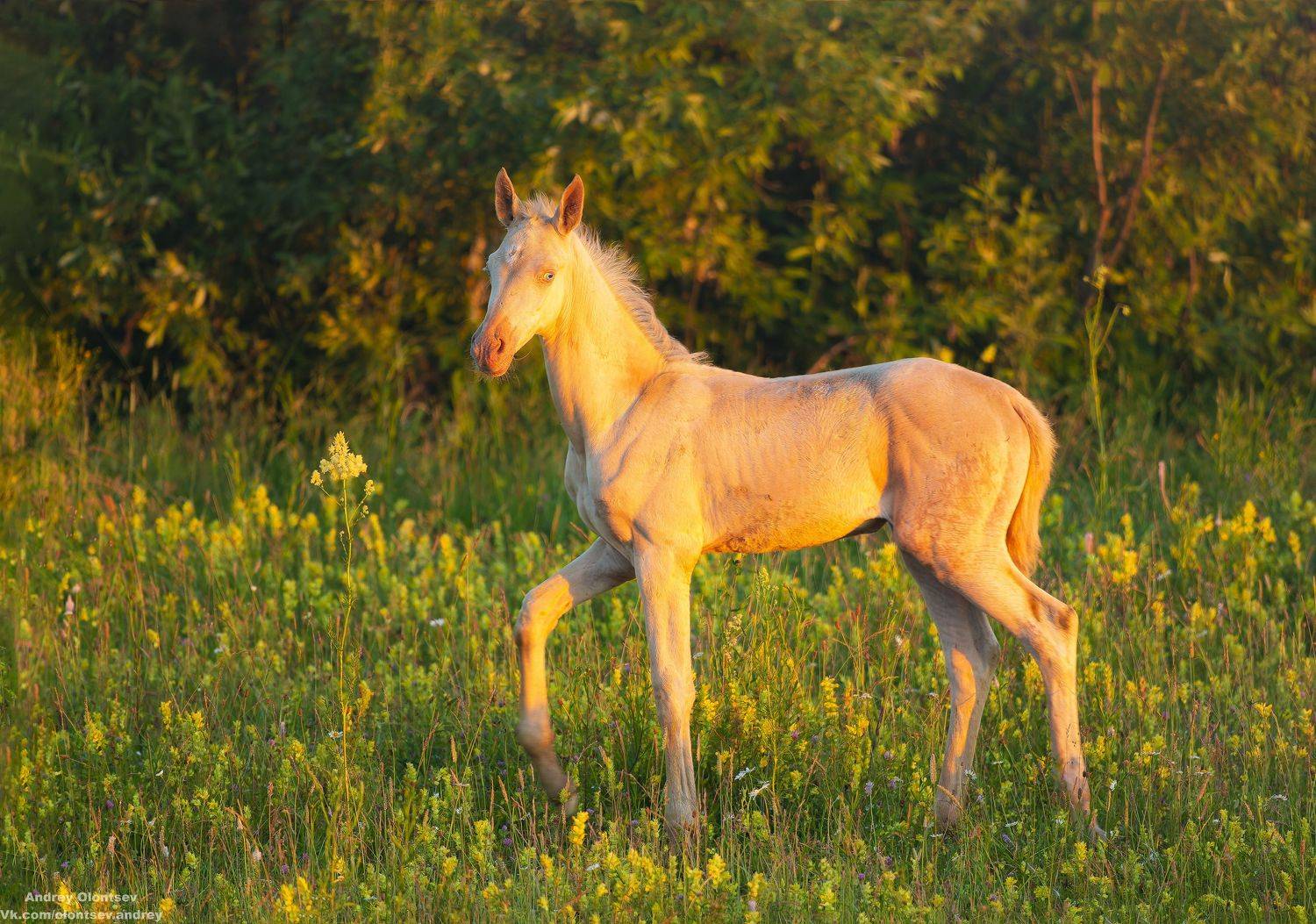 солнце, россия, рассвет, природа, подмосковье, погода, пейзажи, пейзаж, отражение, наукоград, красота, дубна, вода, весна, weather, water, spring, russia, reflection, naukograd, nature, moscow, landscape, dawn, canon, dubna, beauty, Олонцев Андрей