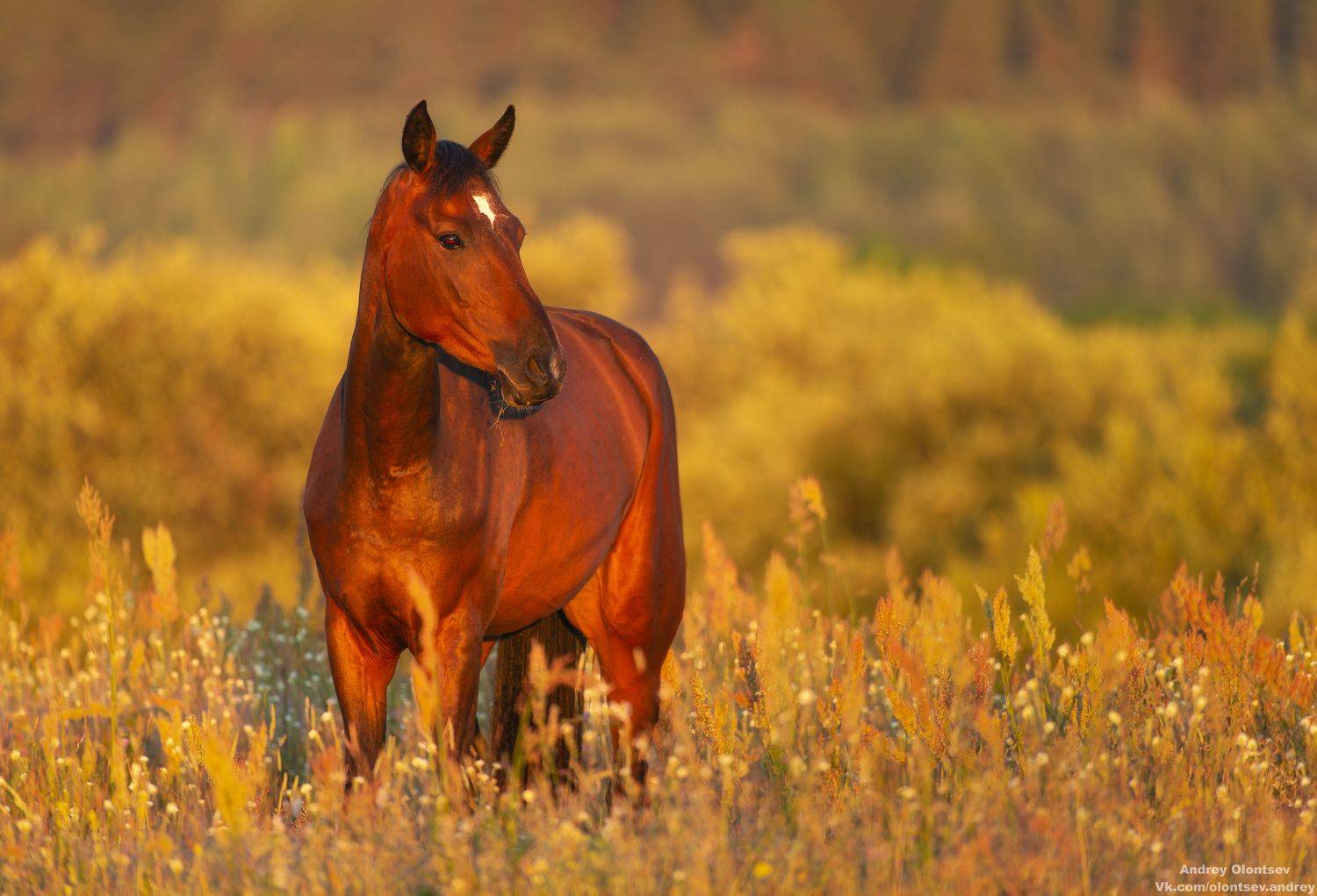 солнце, россия, рассвет, природа, подмосковье, погода, пейзажи, пейзаж, отражение, наукоград, красота, дубна, вода, весна, weather, water, spring, russia, reflection, naukograd, nature, moscow, landscape, dawn, canon, dubna, beauty, Олонцев Андрей