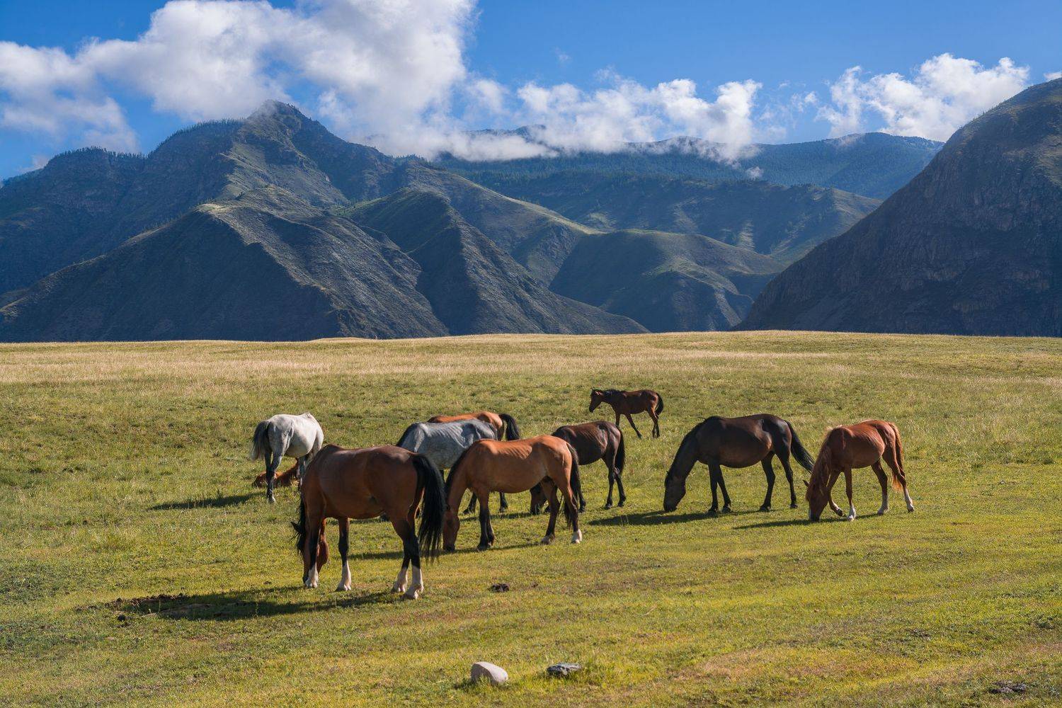россия, горный алтай, лошади, Андрей Поляков