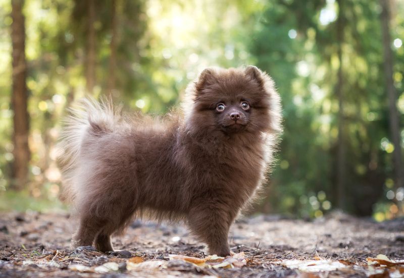 шпиц, щенок, животные, лес Малышка фото превью