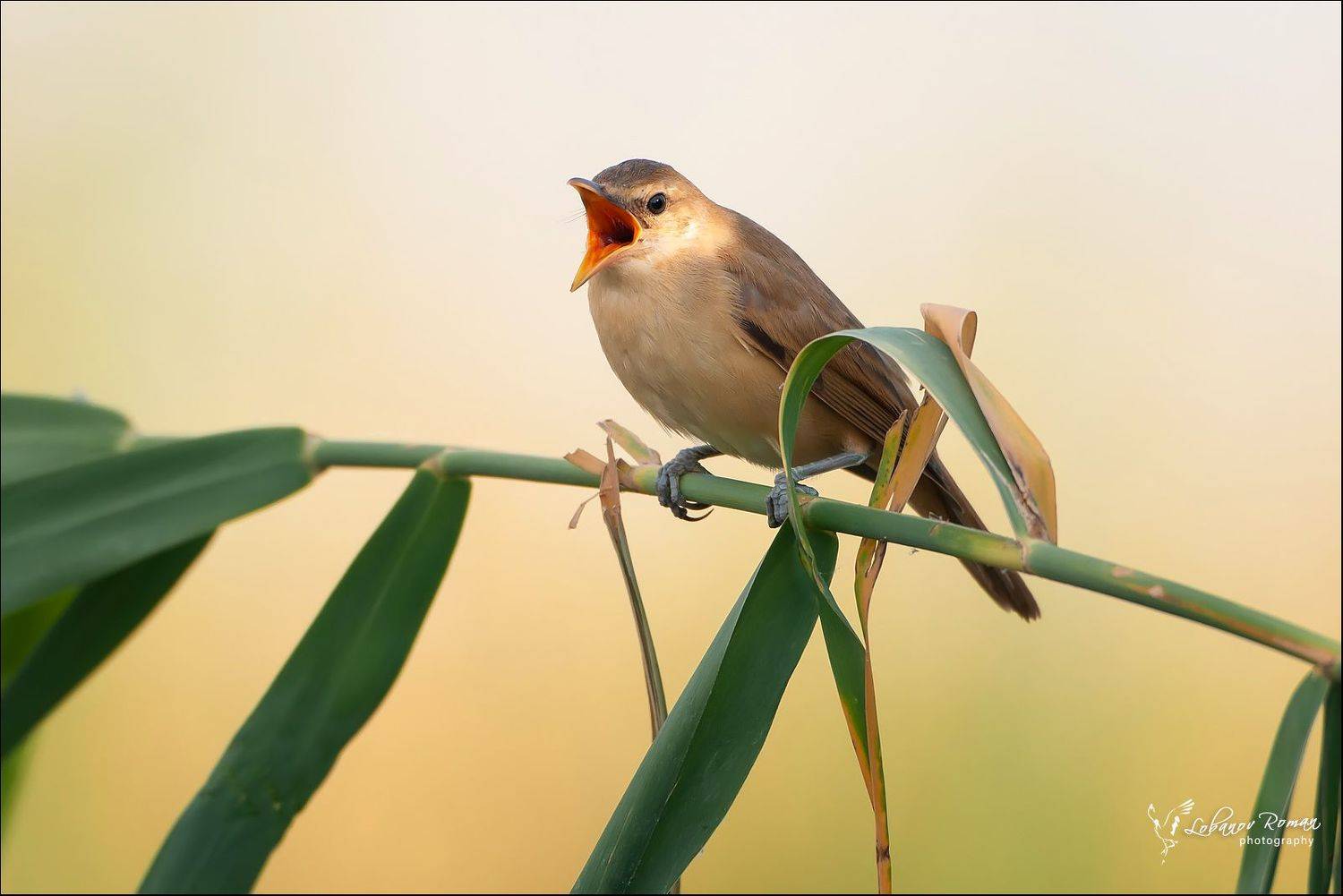 , Лобанов Роман