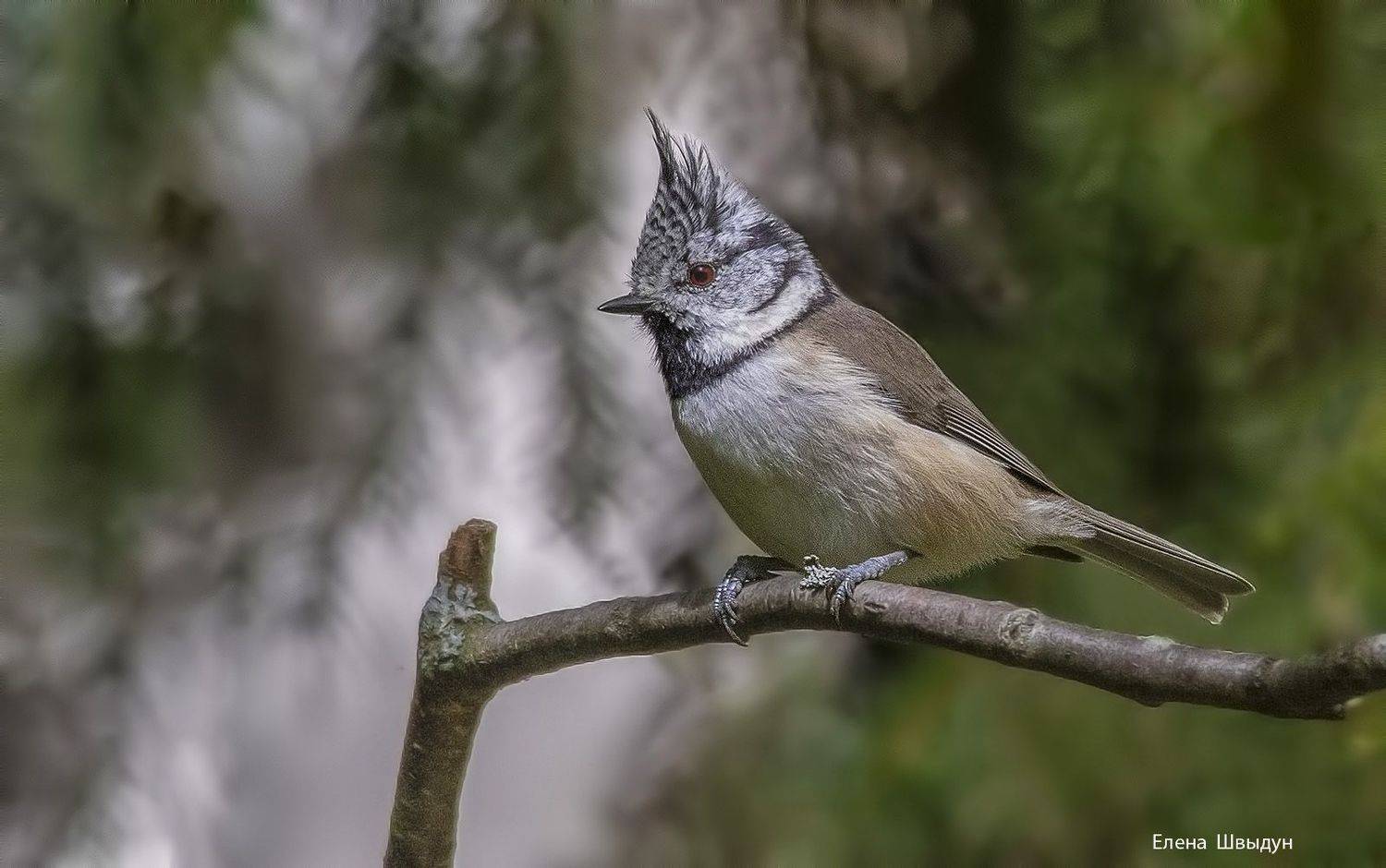 bird of prey, animal, birds, bird,  animal wildlife,  nature,  animals in the wild, european crested tit, пbird of prey, animal, birds, bird,  animal wildlife,  nature,  animals in the wild, european crested tit, птицы, птица, гренадёрка, хохлатая синица, Елена Швыдун