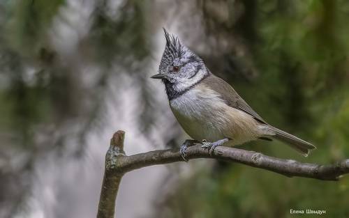 European crested tit