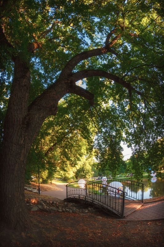 Мостик под старым клёном фото превью