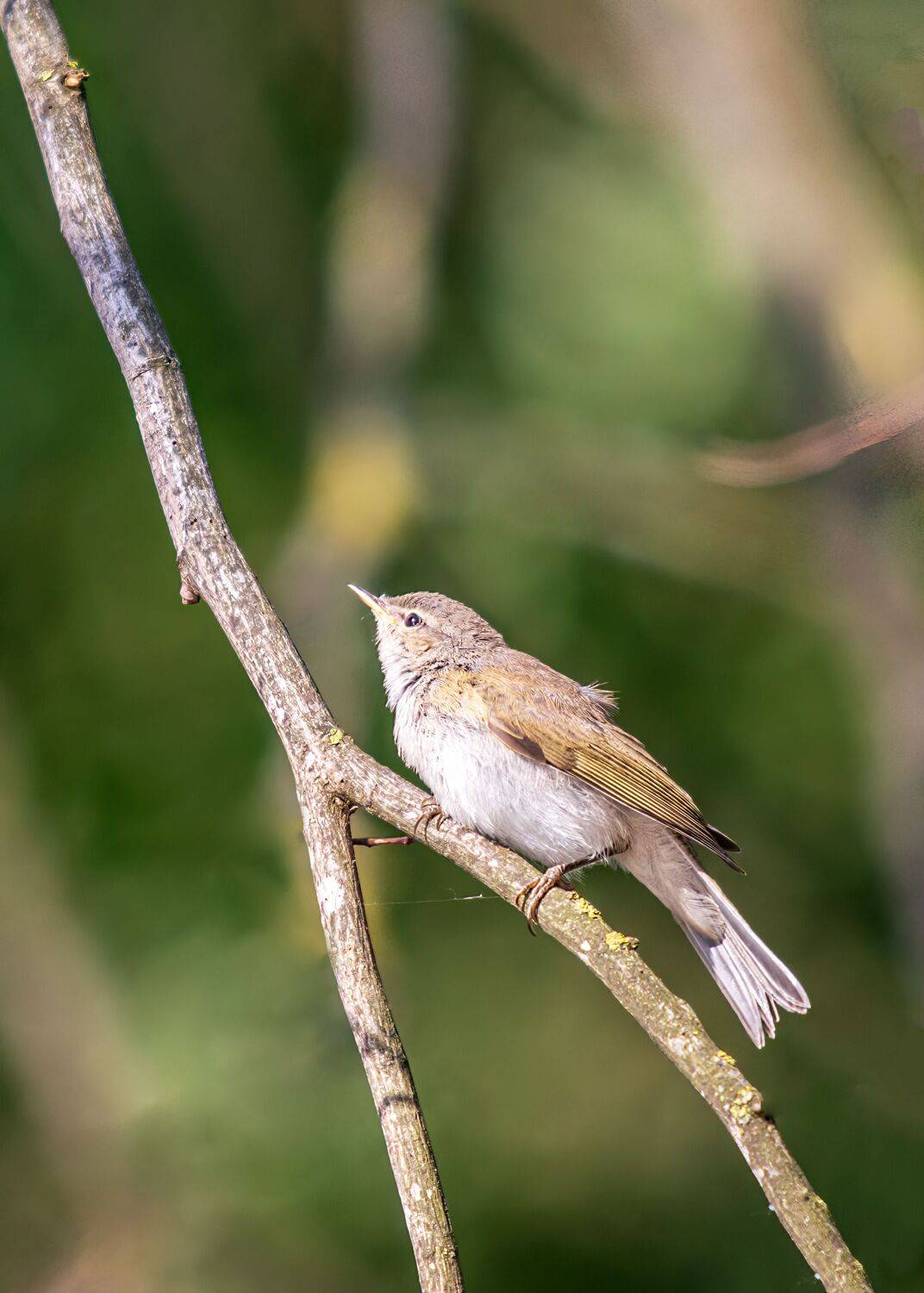 пеночка-теньковка, Алексей Рыльский