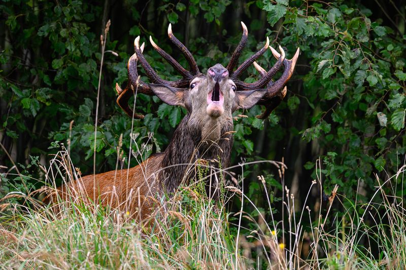 Briedis фото превью