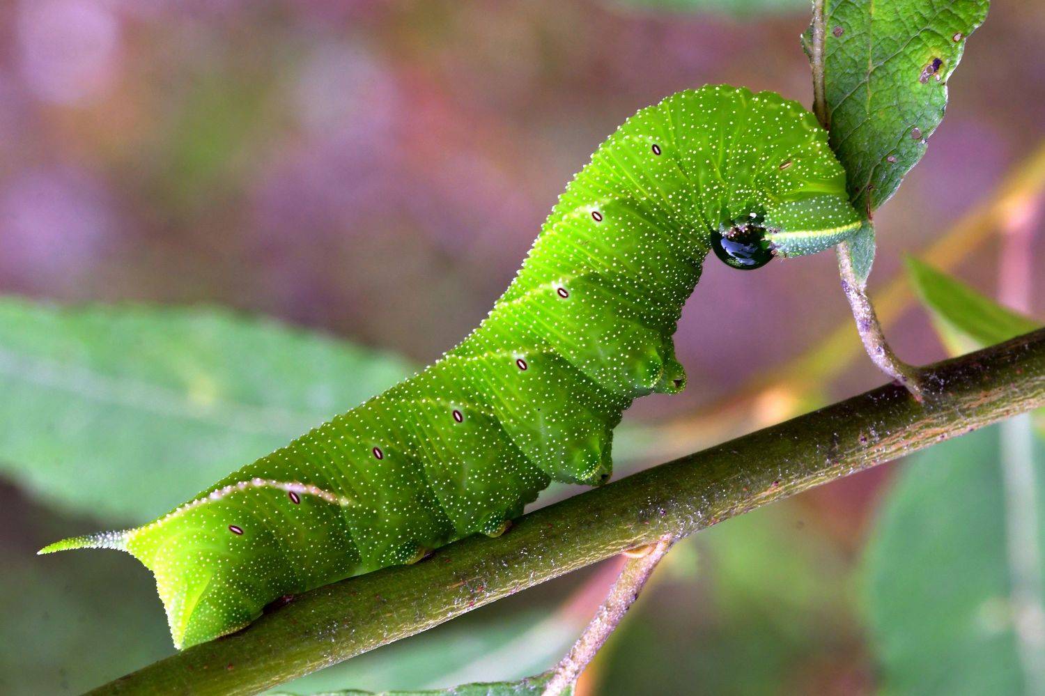 , Корнейчук Игорь