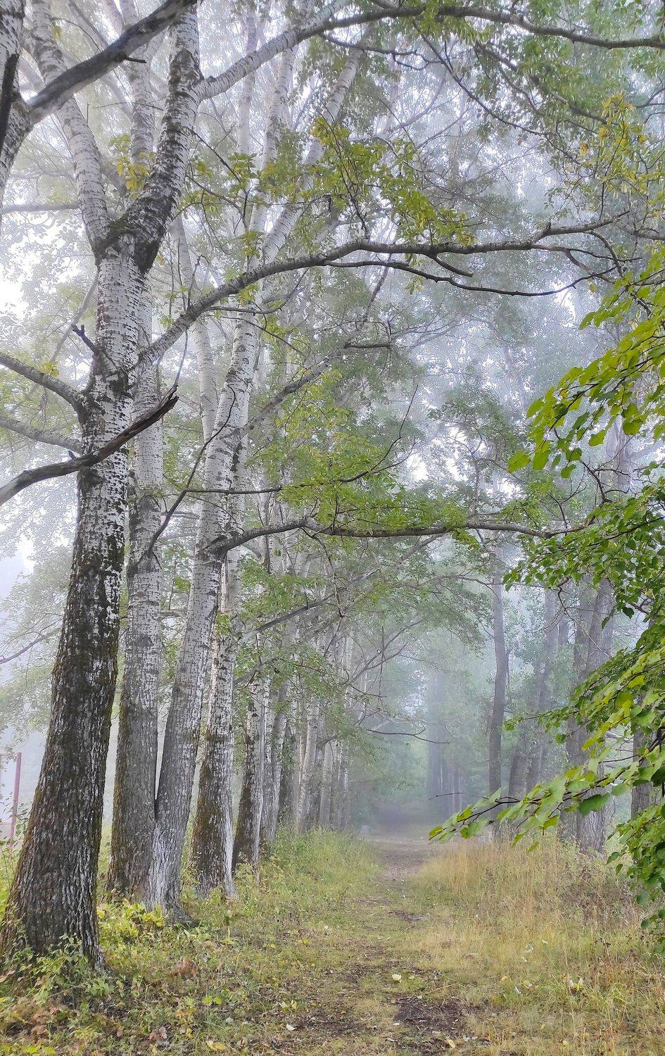 , Андрей Перешеин