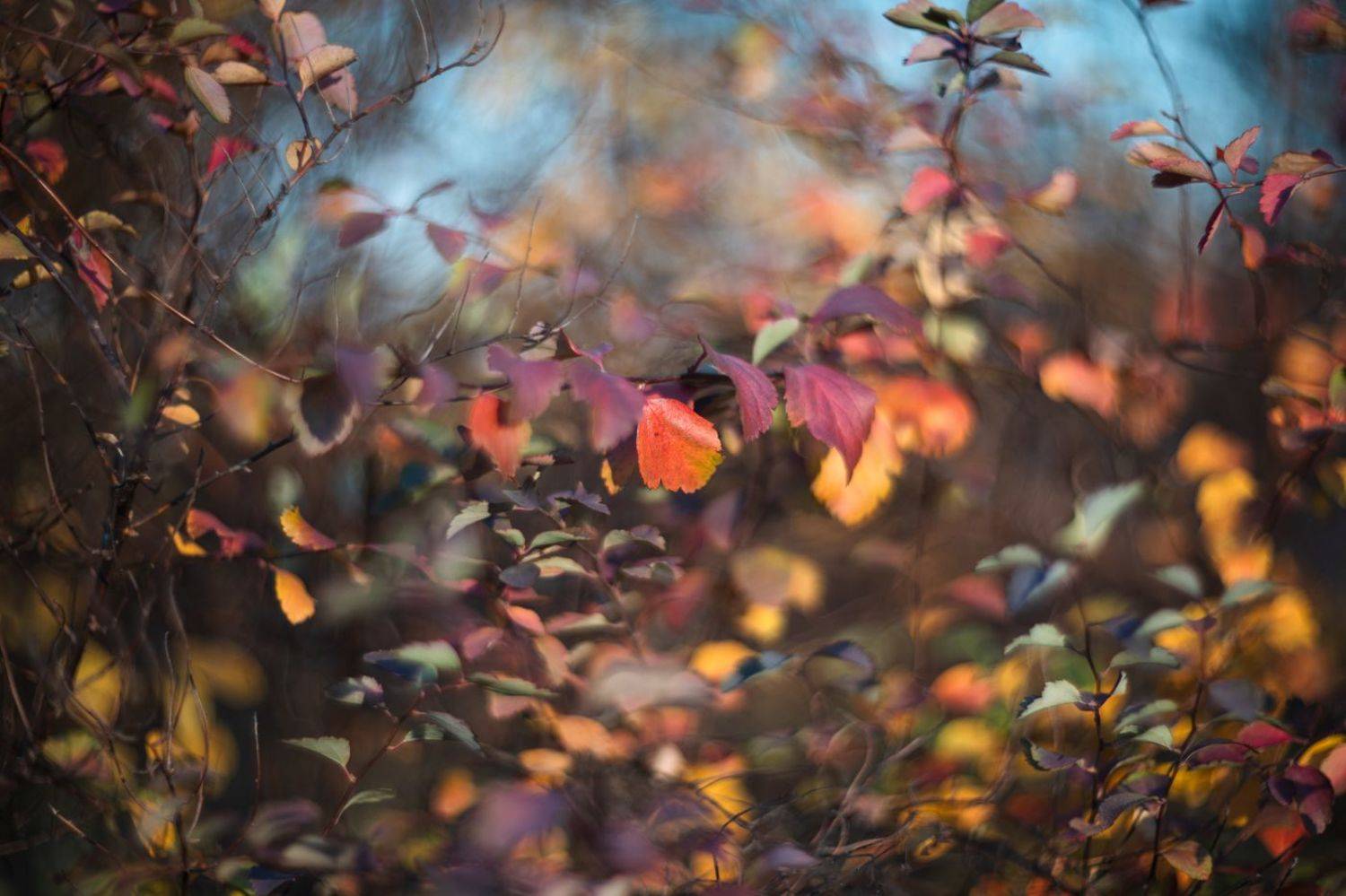 , Ариадна Белкина