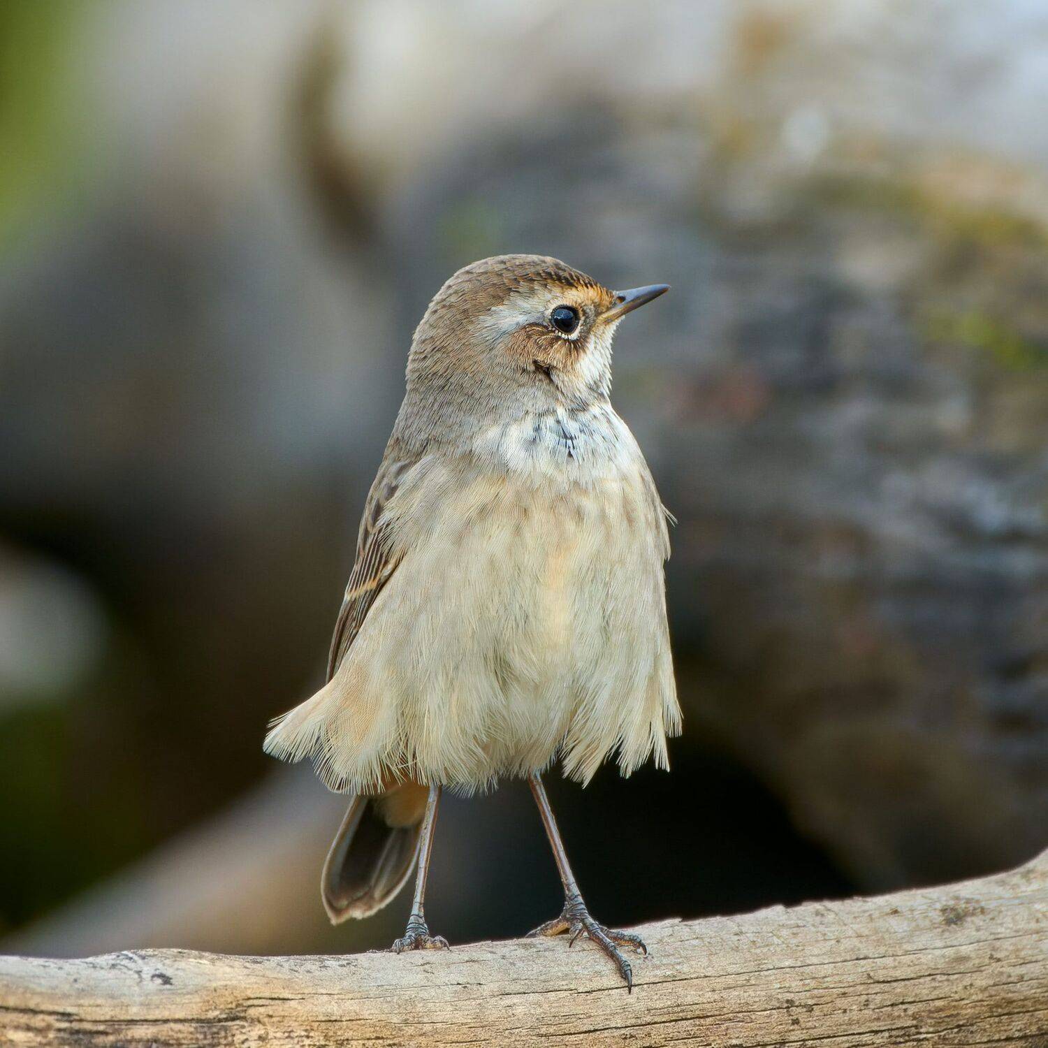 #bird #wildlife #nature #birdphotography , Александр Семенов