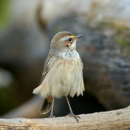 Платье мини из коллекции 2022 года. Модно, стильно, молодежно.