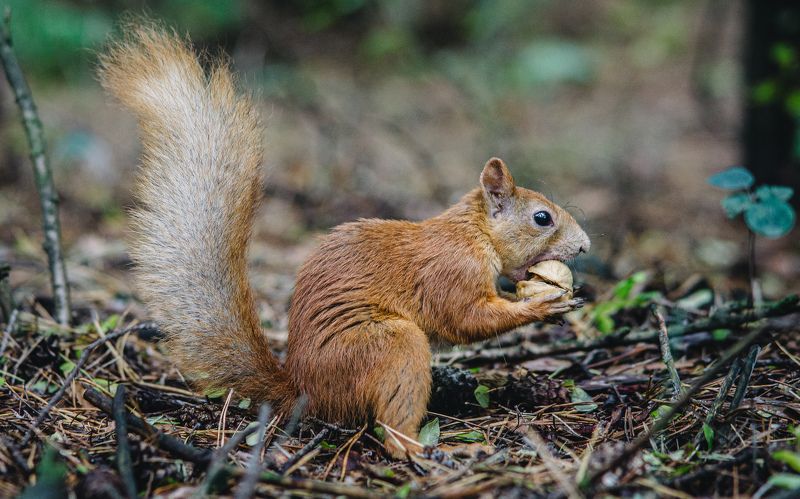 Про белку фото превью
