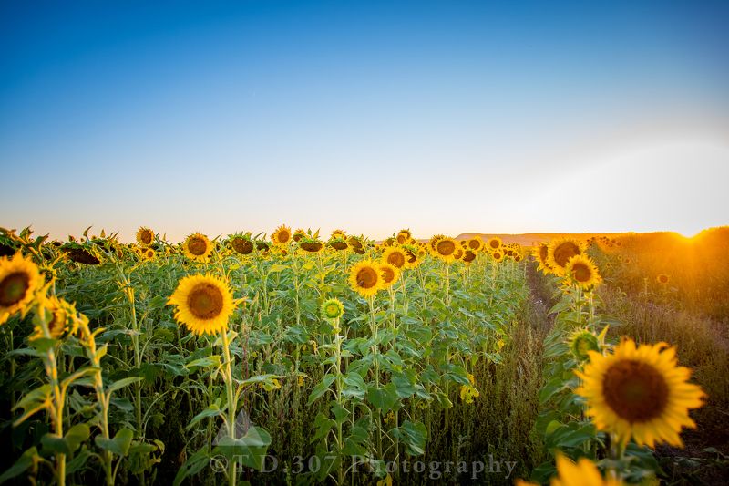 Golden Hour Sunflowers  фото превью