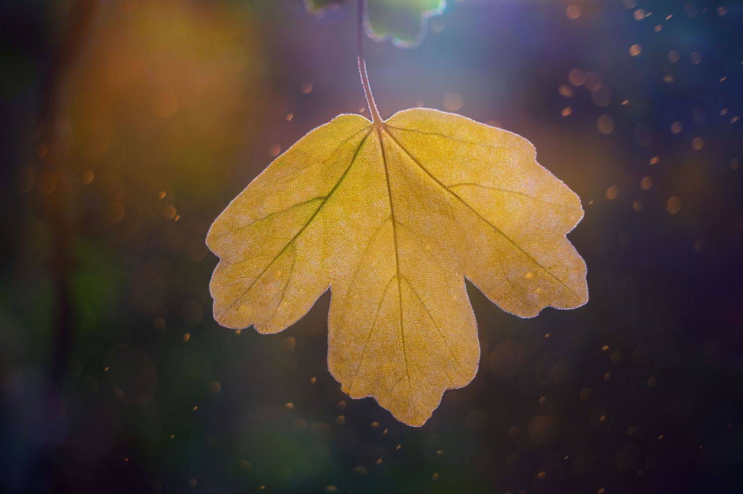 макро, осень, листва, macro, nature, forest, bokeh, leaves, природа, Мария Обидина