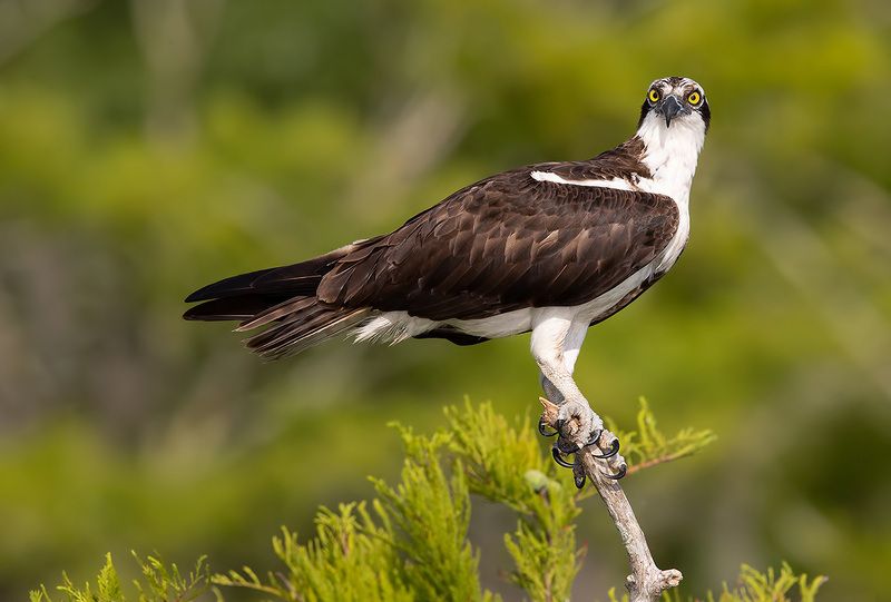 cкопа, osprey, florida, хищные птицы, wildlife, birds Osprey - Скопа фото превью