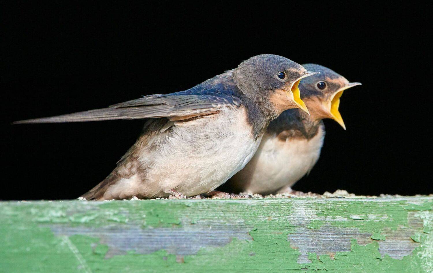 #bird #wildlife #nature #birdphotography, Александр Семенов