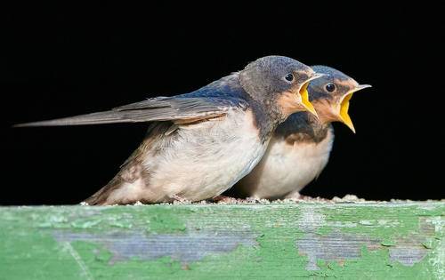 Требуем продолжения банкета
